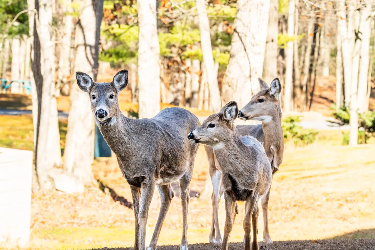 Deer Featured image 2